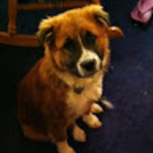 Meet your Posher, Cody